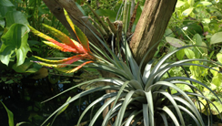 Tillandsia